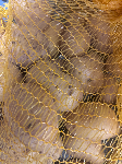 Pomme de terre1kg