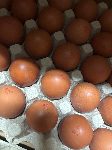 OEUFS - 12PCS